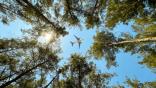 airplane over trees